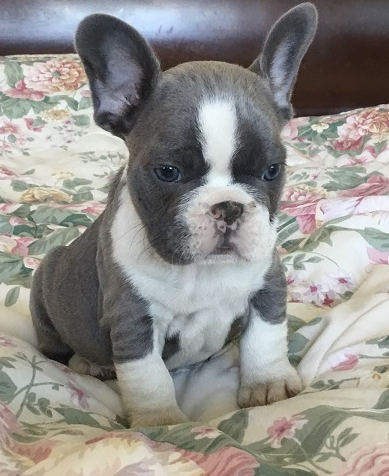 Esther - Welpe der französischen Bulldogge
