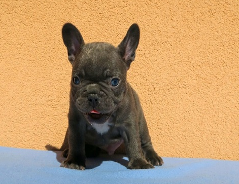Pascal - Welpe der französischen Bulldogge