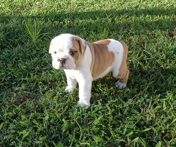 Natalia - Englischer Bulldoggenwelpe