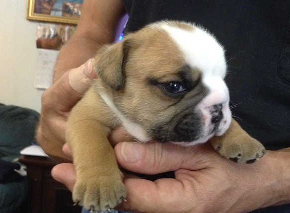 Daniel - Englischer Bulldoggenwelpe