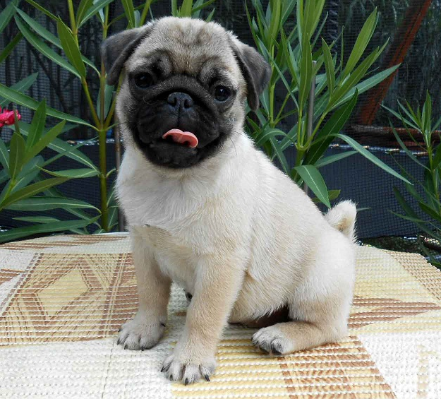 Lilian - Mops-Welpe