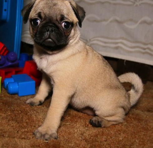 Davita - Mops-Welpe