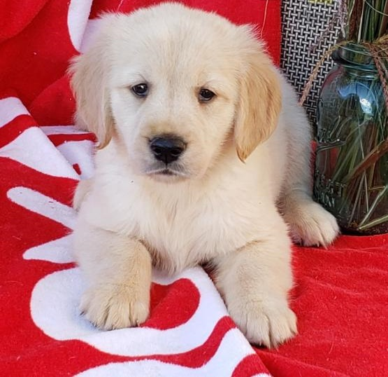 Nancy - Golden Retriever-Welpe