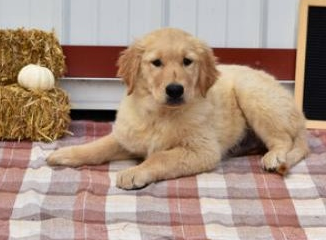 Brandon - Golden Retriever-Welpe
