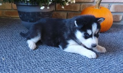Sonia - Welpe des sibirischen Huskys
