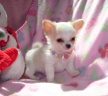 Rosy - Chihuahua-Welpe