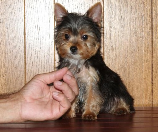 Nadia - Yorkshire-Terrier-Welpe