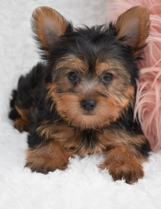 Danny - Yorkshire-Terrier-Welpe